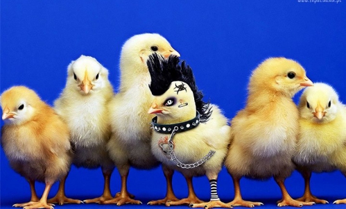 Rockowe Jajco w Pubie Pod Ziemią! :) Karaoke, koncercik, jaja i dużo alkoholu!