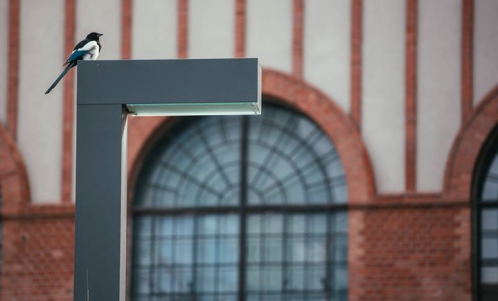 Ptasio i poWoli III. Spacer z cyklu "Warszawa stroszy piórka"