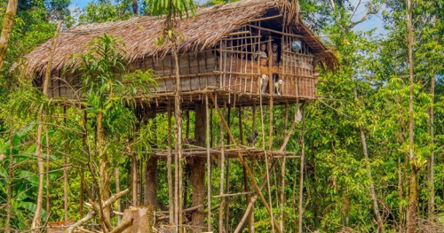 Opowieść o Ludziach Drzew, Korowajach, kanibalach mieszkających w domach w koronach drzew