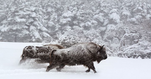 Subiektywny Przegląd Filmowy: "Królestwo", reż. Jacques Perrin