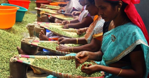 Podróż szlakiem pieprzu przez Keralę, Oman i Zanzibar