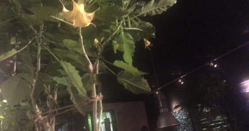 Sen roślin - akt psychomagiczny aczkolwiek cielesny