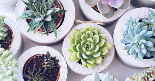 GrowRaw PopUp Store - państwomiasto, Warszawa