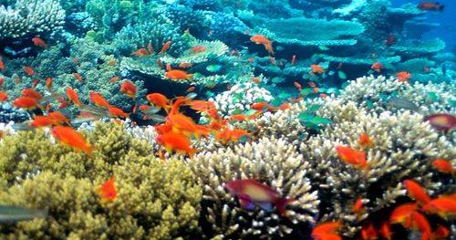 Czego nie wiesz o rafach koralowych? - spotkanie edukacyjne