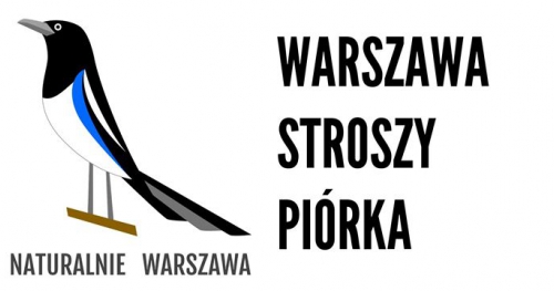 Niezłota kaczka