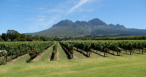 South African Adventure - wine tasting (degustacja win z RPA)