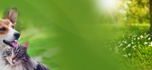 Kurs Animals - Uzdrawianie Zwierząt Theta Healing