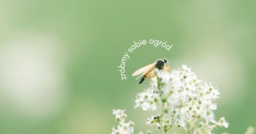Zróbmy Sobie Ogród w Halo Rybnik