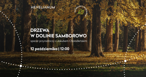 "Drzewa w dolinie Samborowo" - Jakub Chorodeński