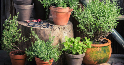 Chwasty i zioła w kuchni