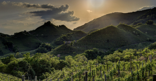 WSZYSTKO o PROSECCO! Rozwiewamy mity i pokazujemy perły. Degustację prowadzi ZUZIA NOWAKOWSKA-SIKORA