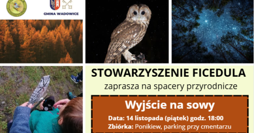 Wyjście na sowy