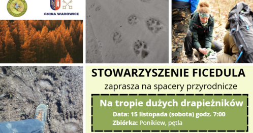 Na tropie dużych drapieżników