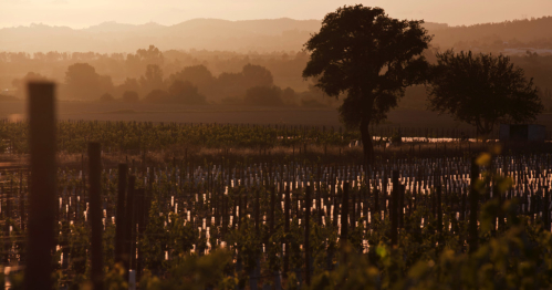 Casal da Coelheira - DARMOWA degustacja win z Portugalii