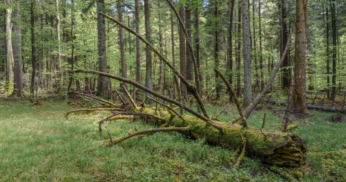 Turystyka bliżej natury / rezerwat przyrody Reberce