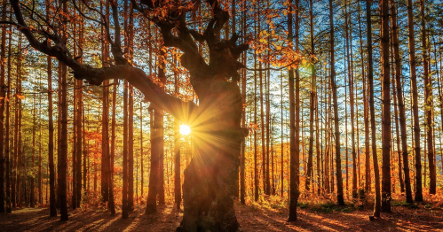 Warsztat "Sztuka pytań niedyrektwynych"