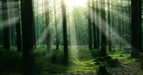 Sztuka odzwierciedlenia