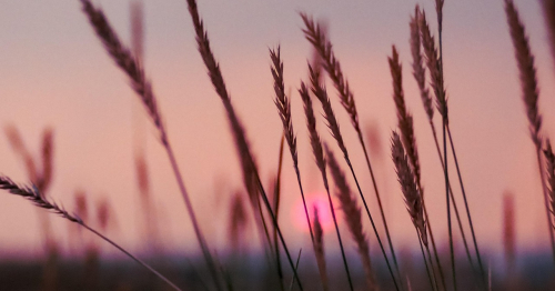 Warsztat: Letnie historie - obrazy z suszonych kwiatów