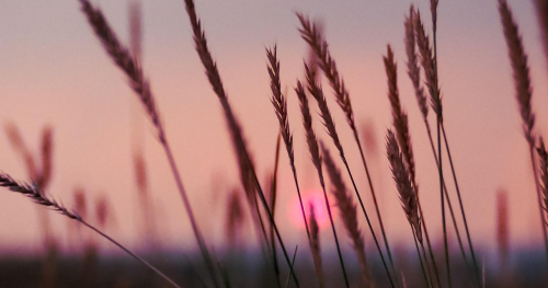 Warsztat: Letnie historie - obrazy z suszonych kwiatów