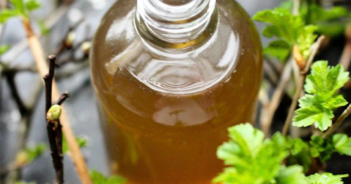 Codzienny rytuał zdrowia - domowa olejkowa apteczka