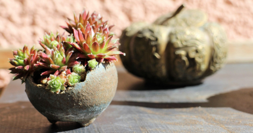 Fajne Ferie: Kusamono: żywa rzeźba DIY