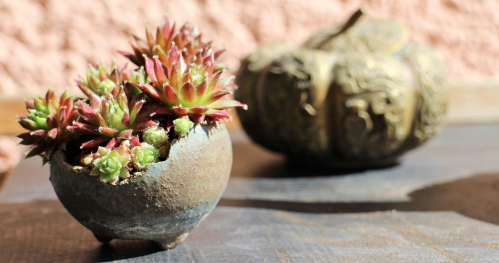 Fajne Ferie: Kusamono: żywa rzeźba DIY