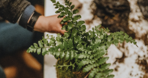Warsztat: Kokedama & Self-Care: Dzień Kobiet w trybie slow