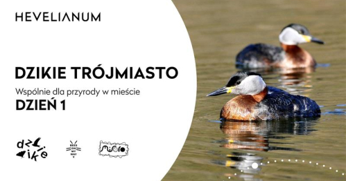 Konferencja Dzikie Trójmiasto_ Dzień 1