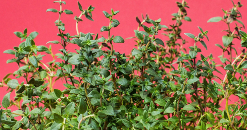 Warsztaty - spotkanie z zielarką