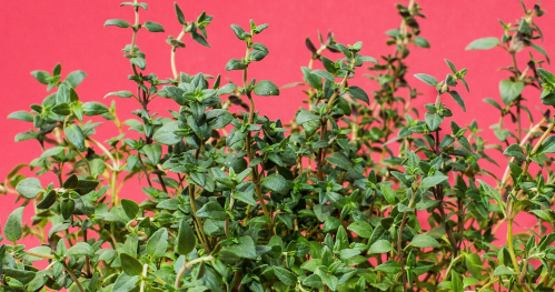 Warsztaty - spotkanie z zielarką