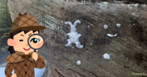 W poszukiwaniu Wielkanocnego Zajączka