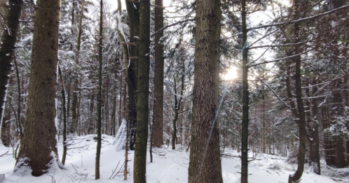 Wspólny Las / Jaśliski Park Krajobrazowy / Turystyka bliżej natury
