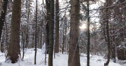 Wspólny Las / Jaśliski Park Krajobrazowy / Turystyka bliżej natury