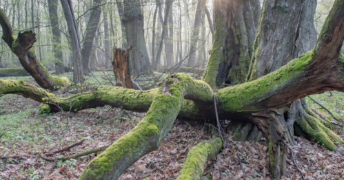 Wspólny Las / Puszcza Niepołomicka / Turystyka bliżej natury