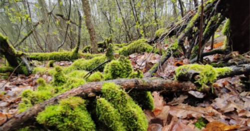 Wspólny Las / Las na Barbarce / Turystyka bliżej natury