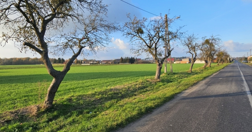 Sadzenie starych odmian jabłoni na ulicy Jabłoniowej w Orzechowie