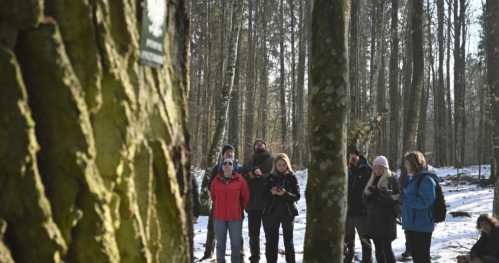 Puszczańskie drzewa / Kurs na Knyszyńską