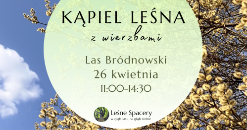 Leśna kąpiel z wierzbami. Leśne spacery. W głąb lasu, w głąb siebie.