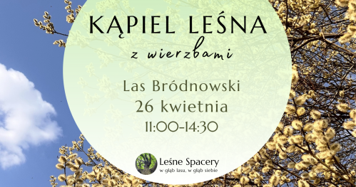 Leśna kąpiel z wierzbami. Leśne spacery. W głąb lasu, w głąb siebie.