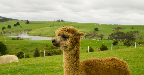 Alpaki z British School