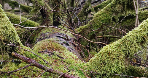 Warsztat 7 "Martwe drewno -pełne życia"