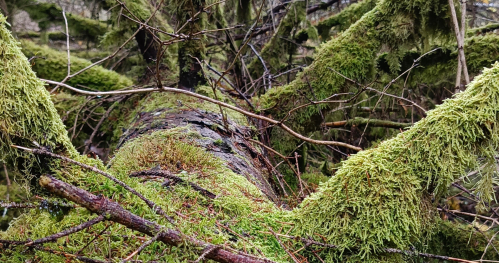 Warsztat 7 "Martwe drewno -pełne życia"
