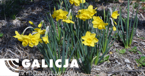 Мистецький майстер-клас: Жовті нарциси — це не тільки квіти