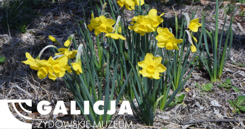 Мистецький майстер-клас: Жовті нарциси — це не тільки квіти