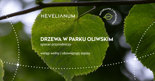 Drzewa w Parku Oliwskim - Jakub Chorodeński