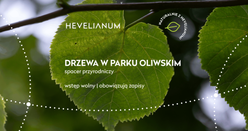 Drzewa w Parku Oliwskim - Jakub Chorodeński