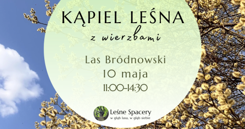 Leśna kąpiel z wierzbami. Leśne spacery. W głąb lasu, w głąb siebie.