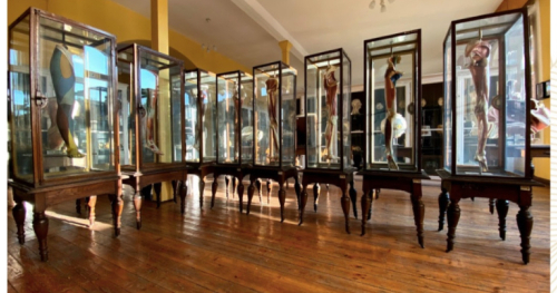 Noc Muzeów w Muzeum Anatomii 2026