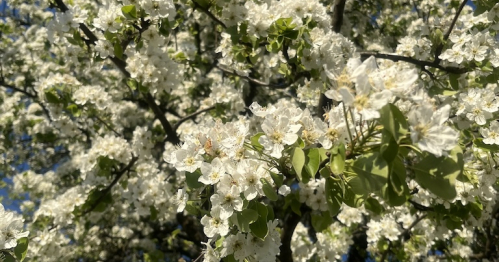 Warsztaty tworzenia naturalnych perfum