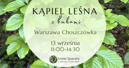 Leśna kąpiel z bukami. Leśne spacery. W głąb lasu, w głąb siebie.